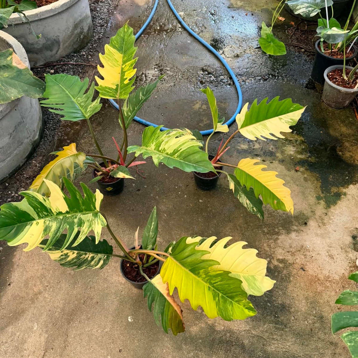 Philodendron Caramel Marble - Pre Order