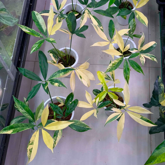 Philodendron Goeldii Variegated - Pre Order