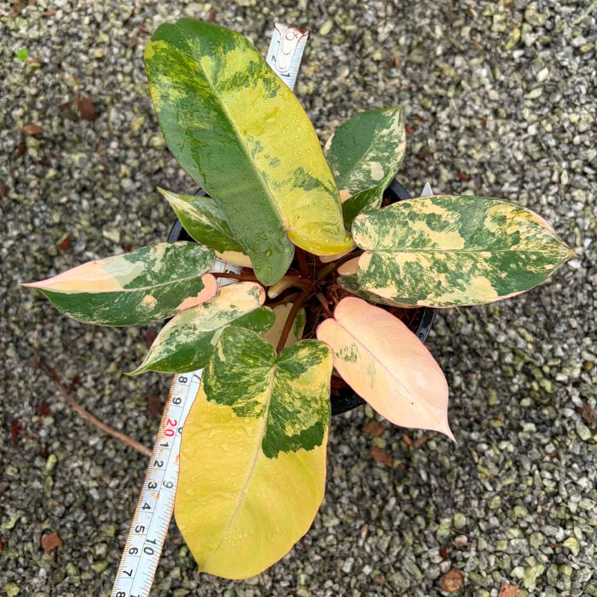 Philodendron Fiora- Pre Order