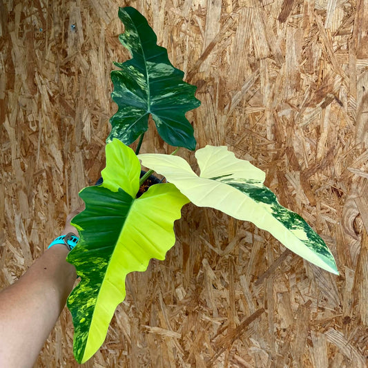 Philodendron (Florida Beauty) x (Mayoi x Billietiae Var) - Pre Order