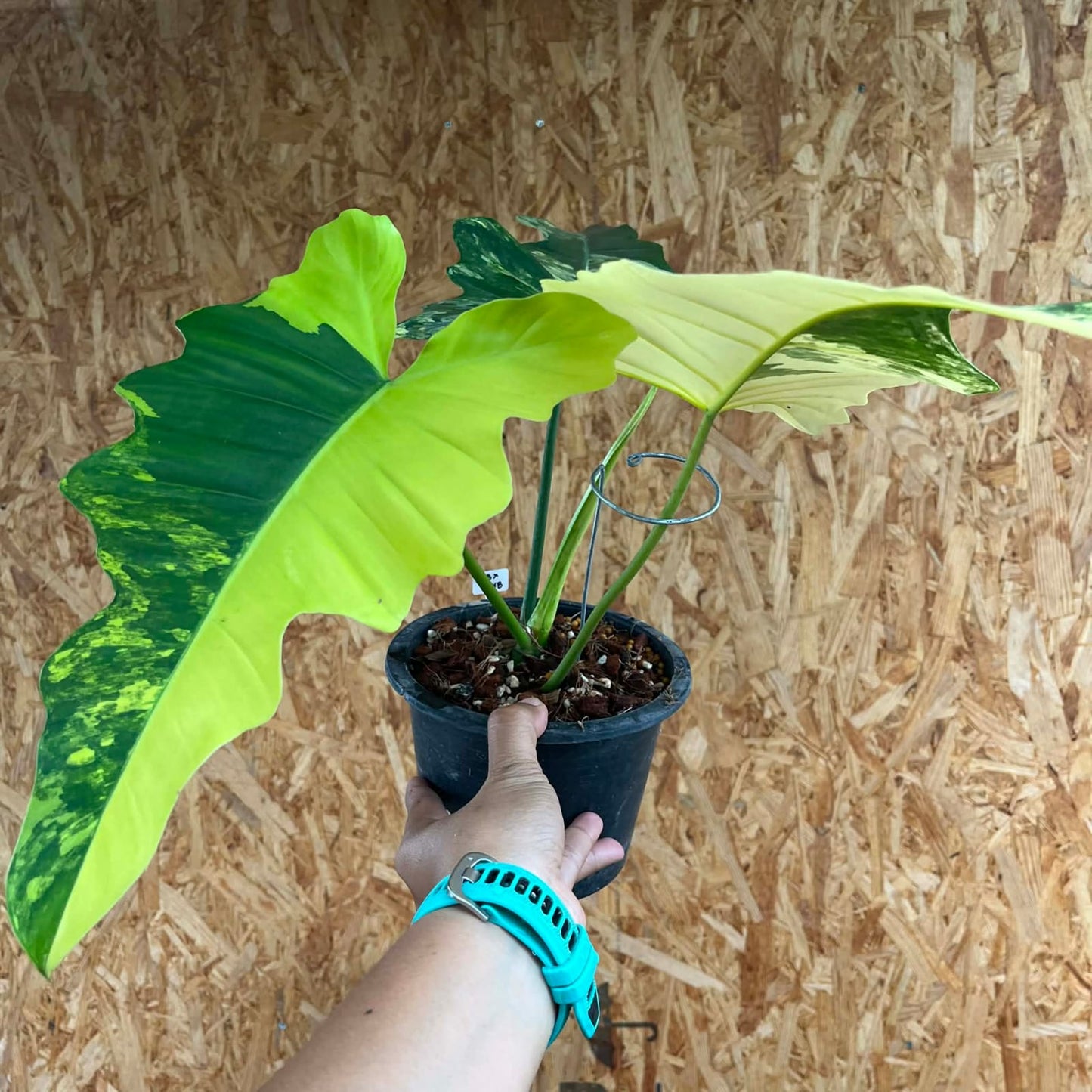 Philodendron (Florida Beauty) x (Mayoi x Billietiae Var) - Pre Order