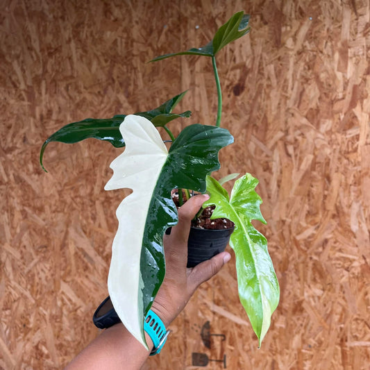 Philodendron Golden Dragon Var - Pre Order