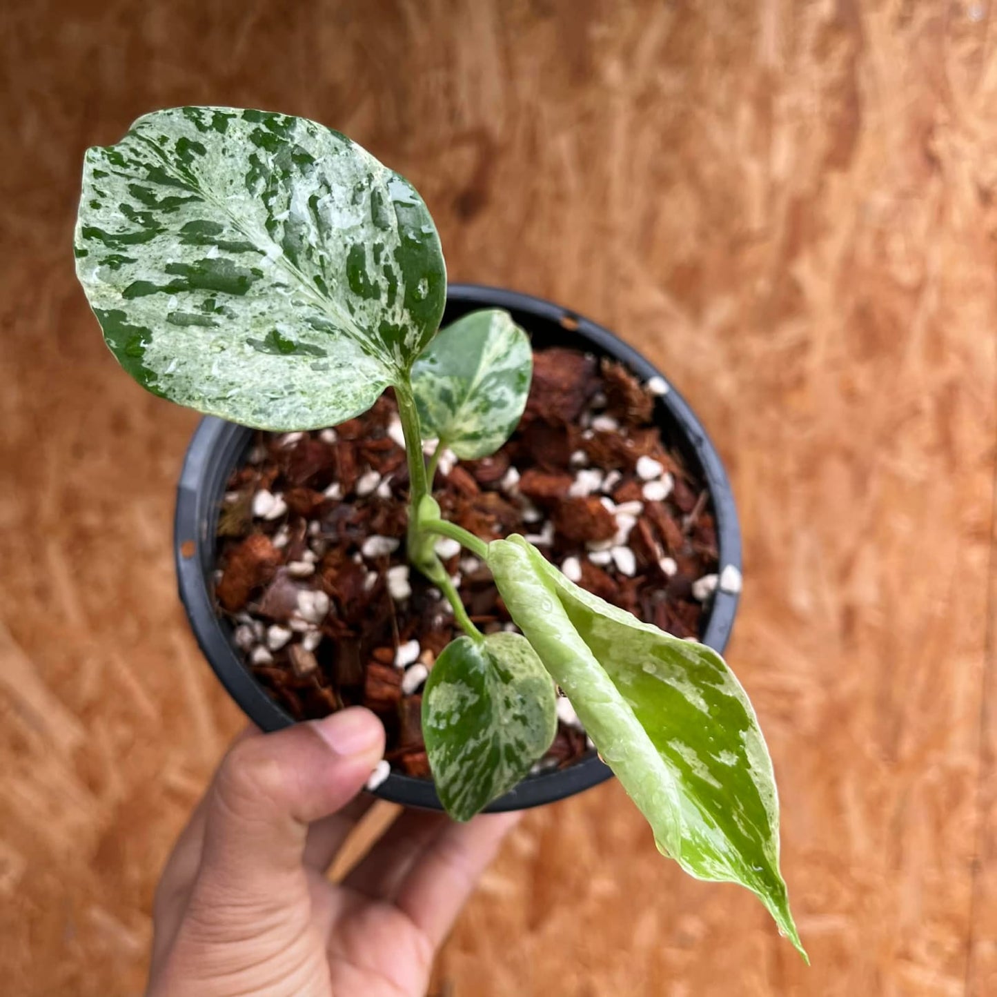 Monstera Bulbasaur - Pre Order