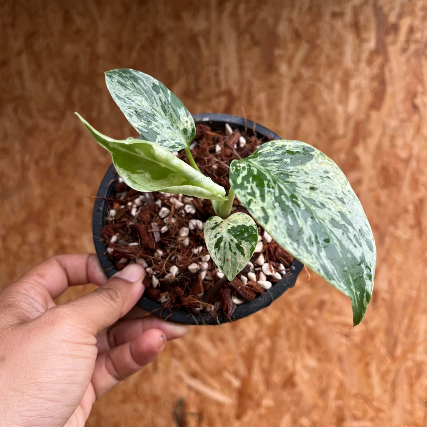 Monstera Bulbasaur - Pre Order