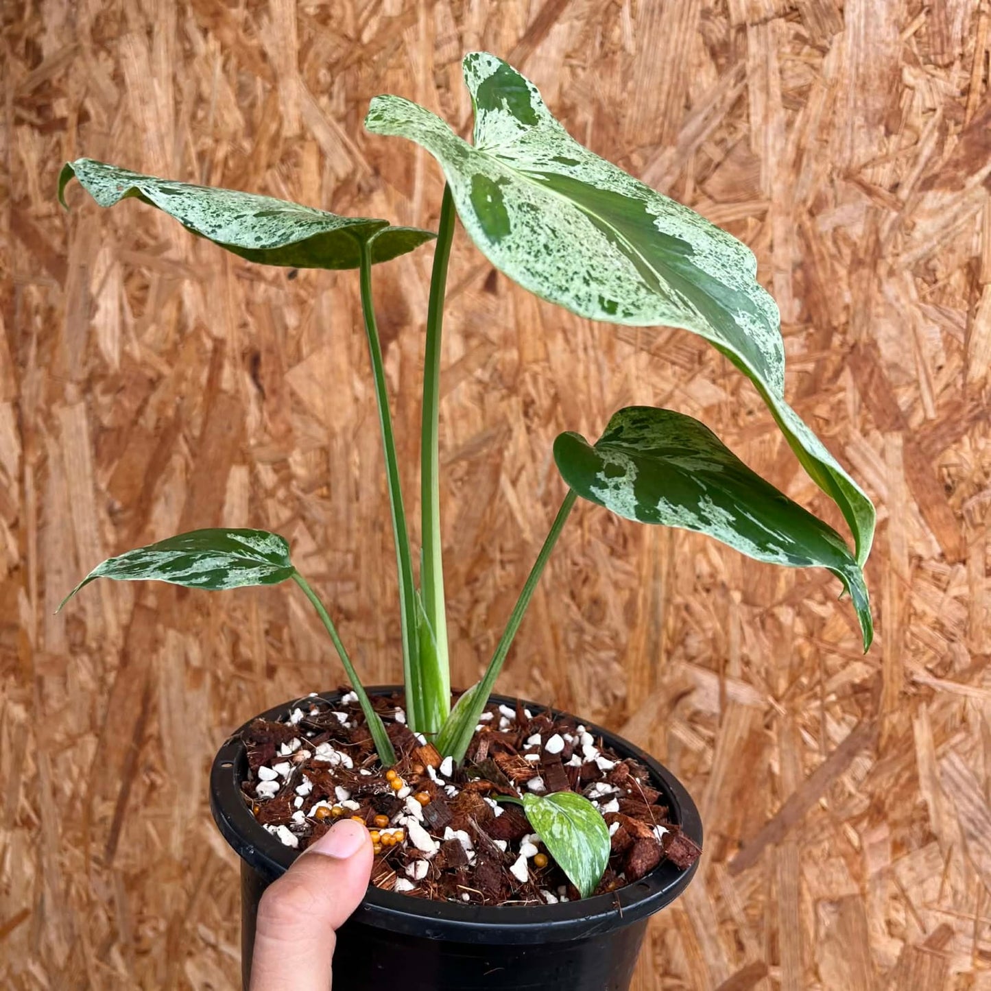 Monstera Bulbasaur A - Pre Order