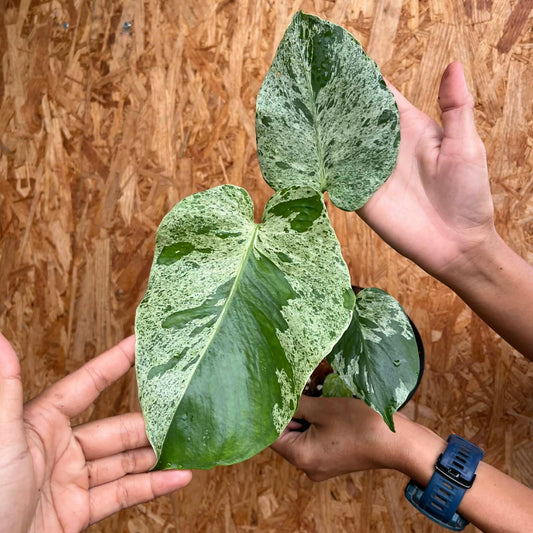 Monstera Bulbasaur A - Pre Order