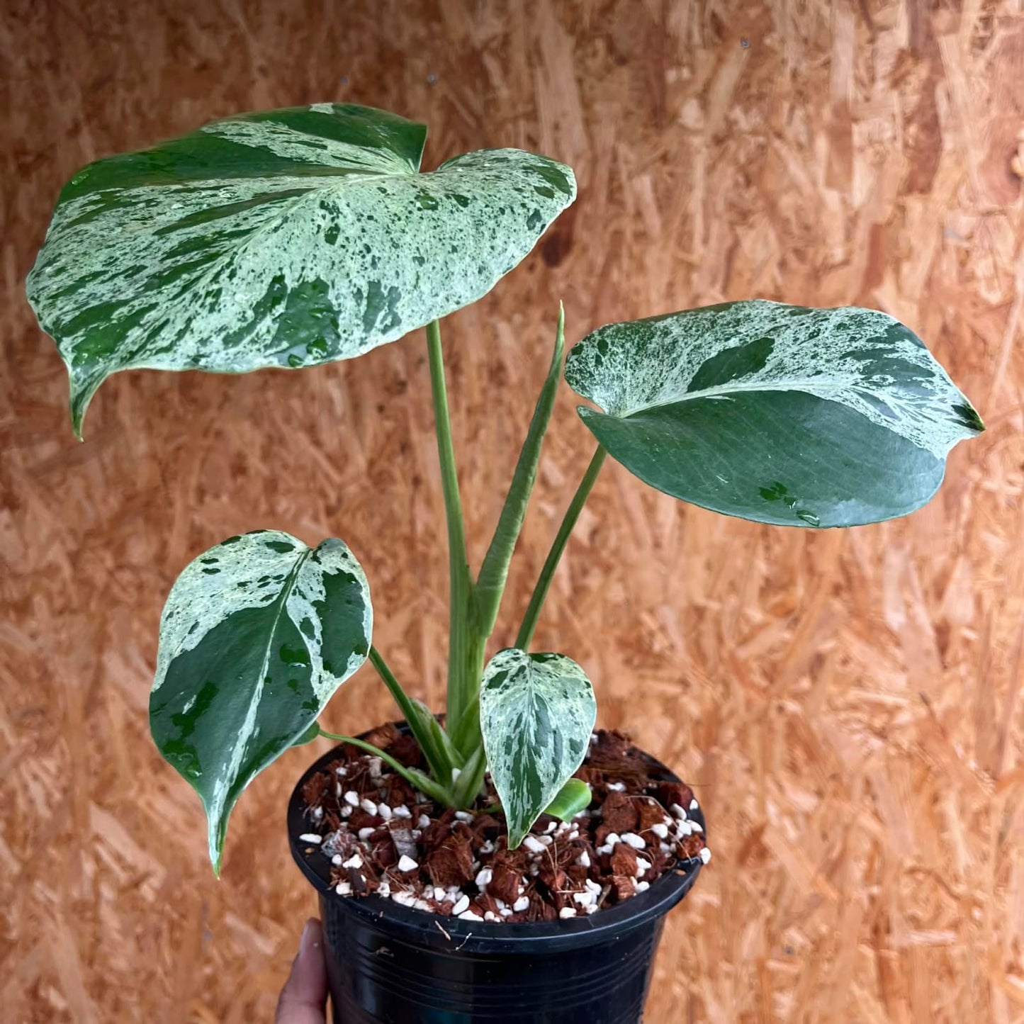 Monstera Bulbasaur B - Pre Order