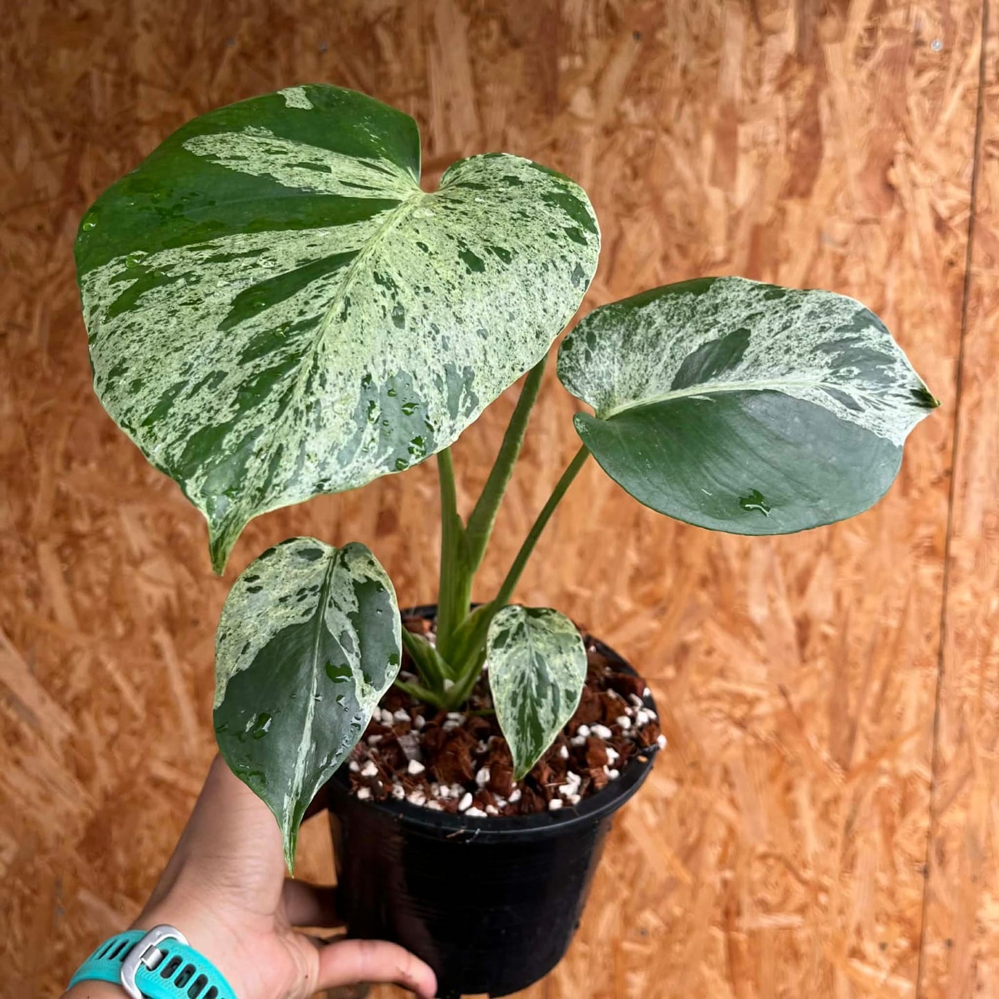 Monstera Bulbasaur B - Pre Order
