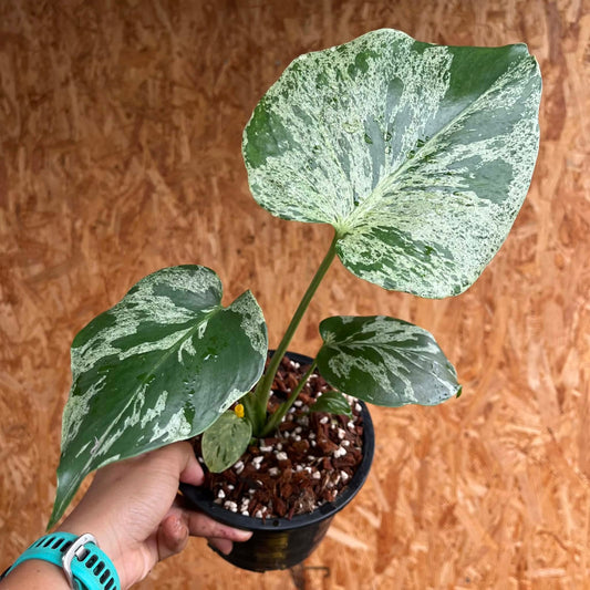 Monstera Bulbasaur C - Pre Order