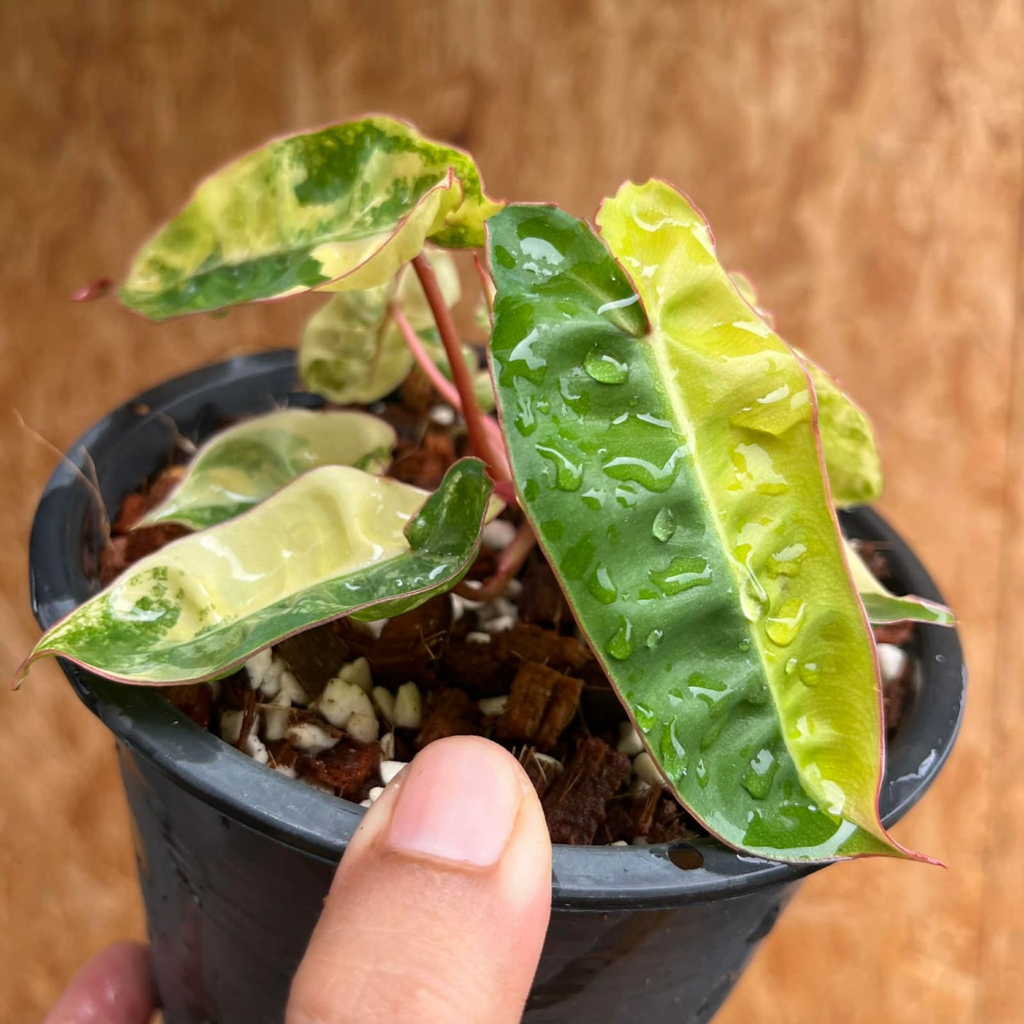 Philodendron Billietiae Variegated - Pre Order