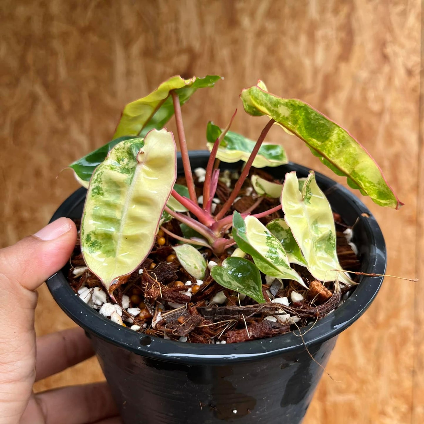 Philodendron Billietiae Variegated - Pre Order