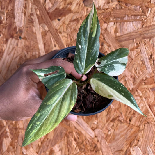 Philodendron Gloriosum Tricolor- Pre Order
