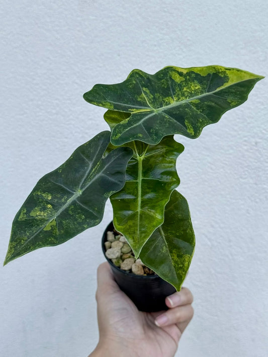 Alocasia Pseudo Sandriana Jayden - Pre Order
