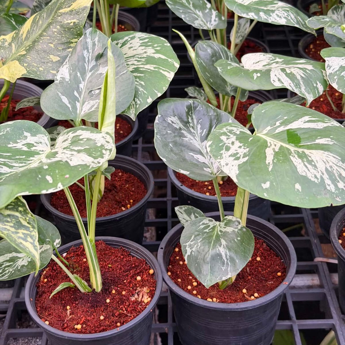 Monstera Bulbasaur - Pre Order