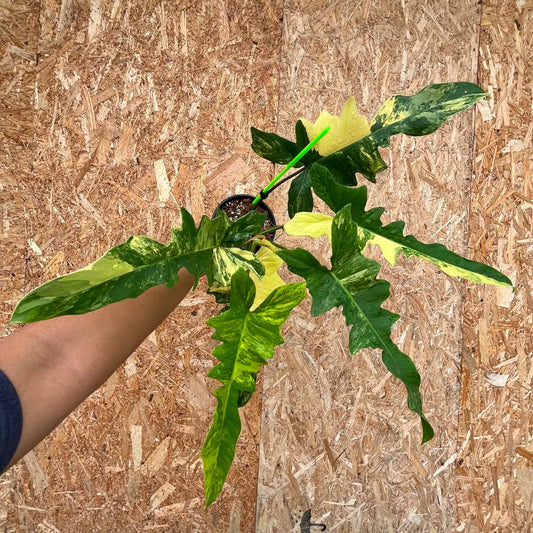Philodendron Florida Beauty x Mayoi B - Pre Order