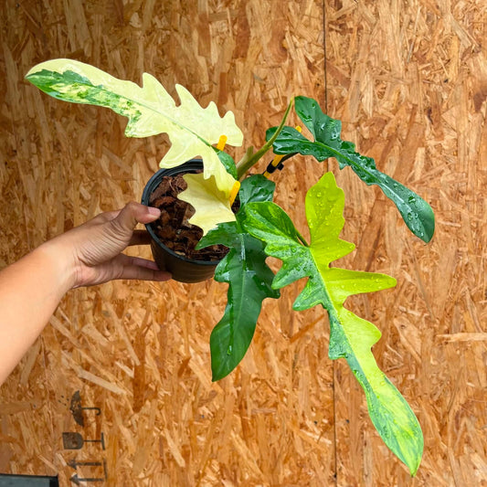 Philodendron Florida Beauty x Mayoi C - Pre Order