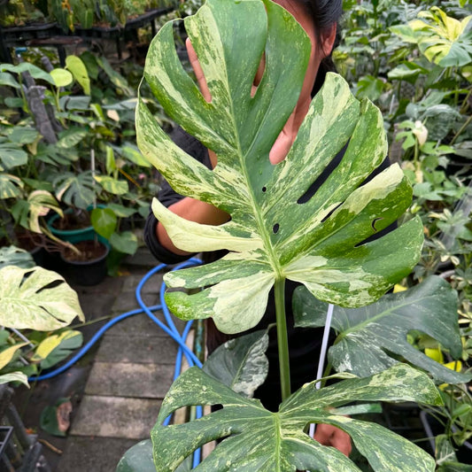 Monstera Ocean Mint - Pre Order
