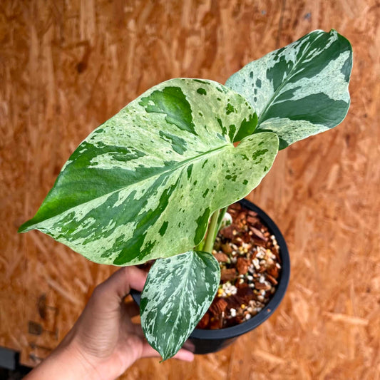Monstera Bulbasaur F - Pre Order