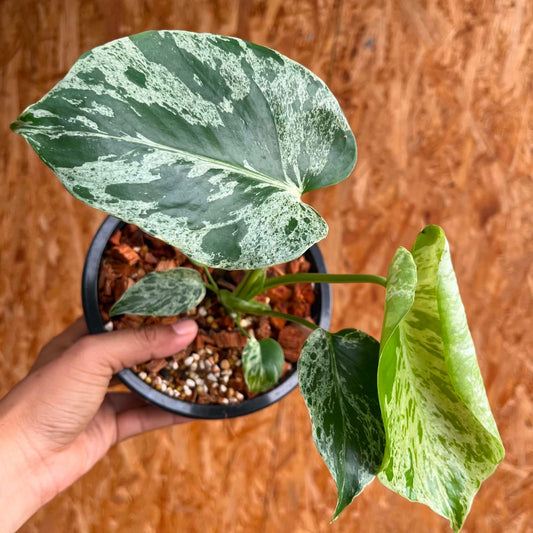 Monstera Bulbasaur E - Pre Order