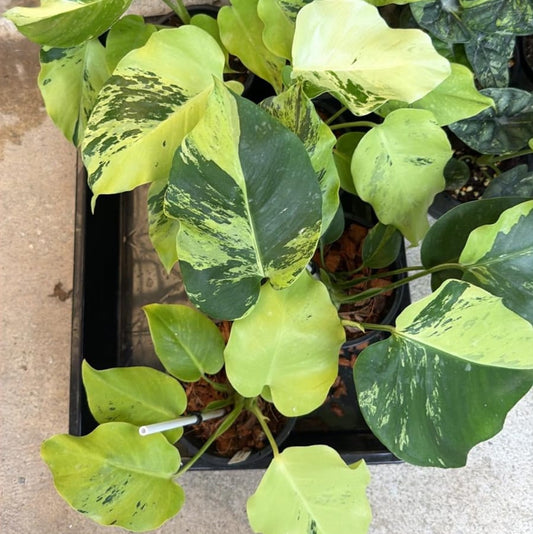 Monstera Light Lime - Pre Order
