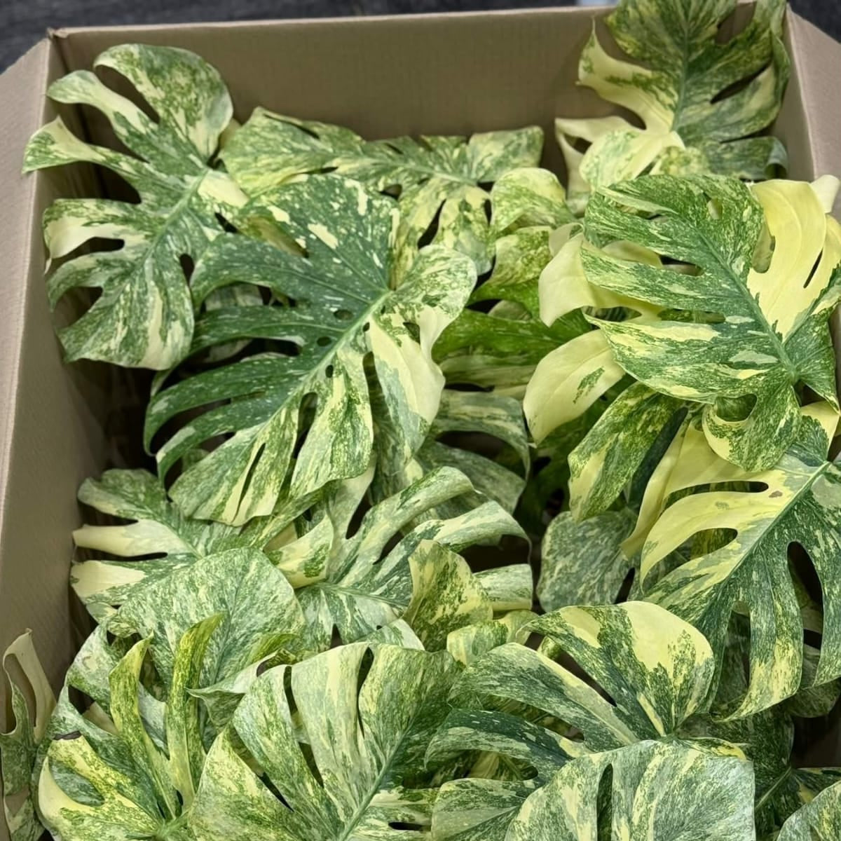 Monstera Legacy - Pre Order
