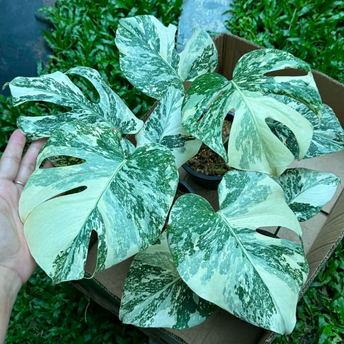 Monstera White Snow - Pre Order