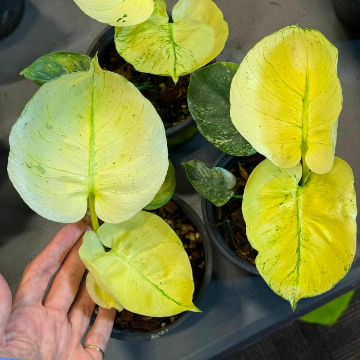 Monstera Siam Mint - Pre Order