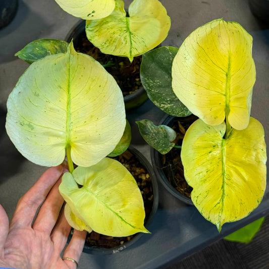 Monstera Siam Mint - Pre Order