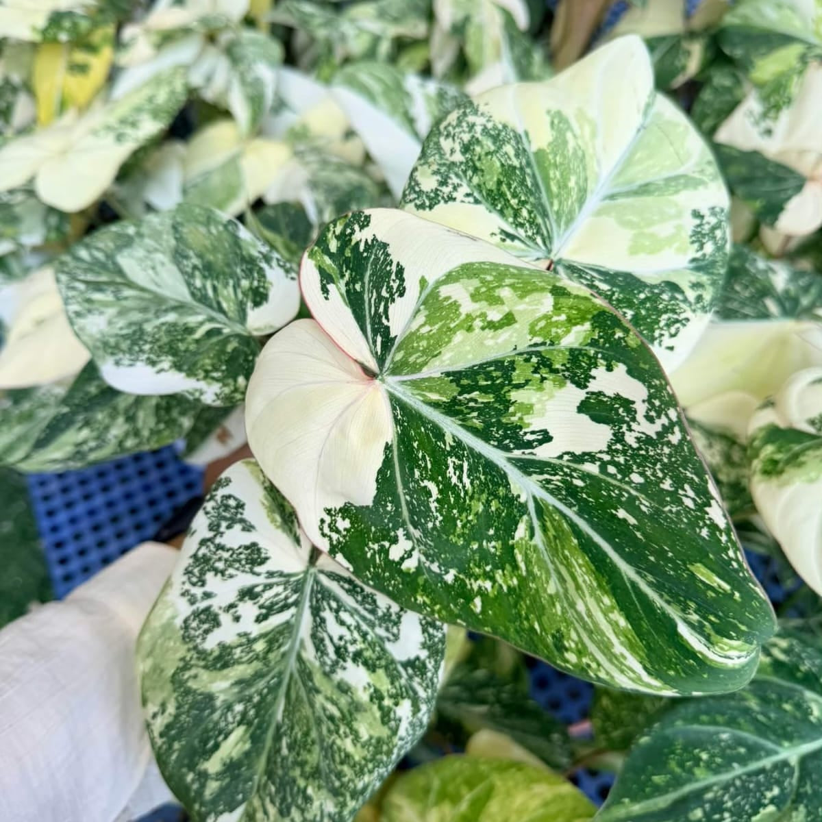 Philodendron Gloriosum Tricolor - Pre Order