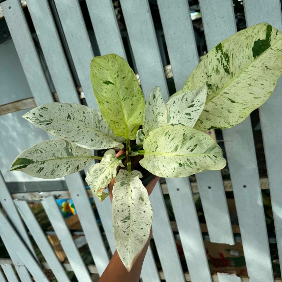 Philodendron Orlando Variegated- Pre Order