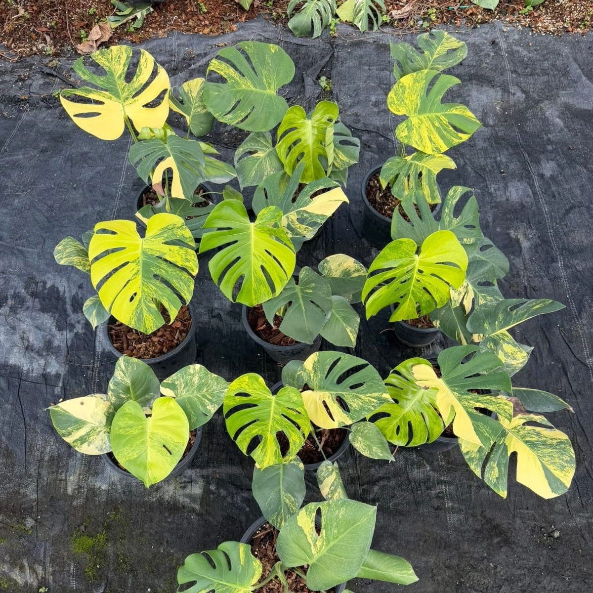 Monstera Yellow Marilyn - Pre Order