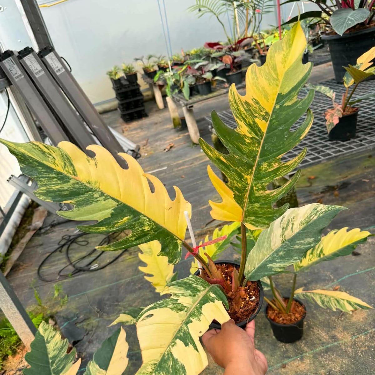 Philodendron Caramel Marble - Pre Order