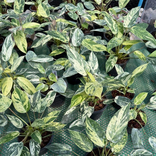 Philodendron Emerald Queen - Pre Order