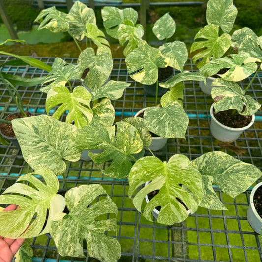 Monstera Green Snow - Pre Order
