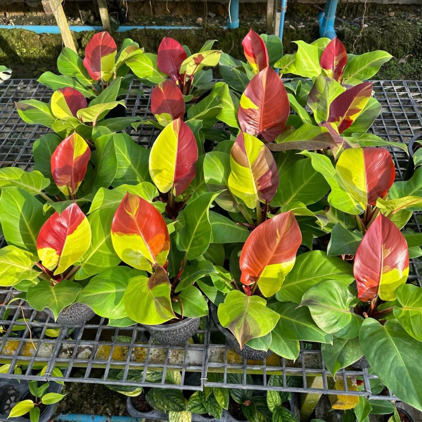 Philodendron Yellow Flame - Pre Order