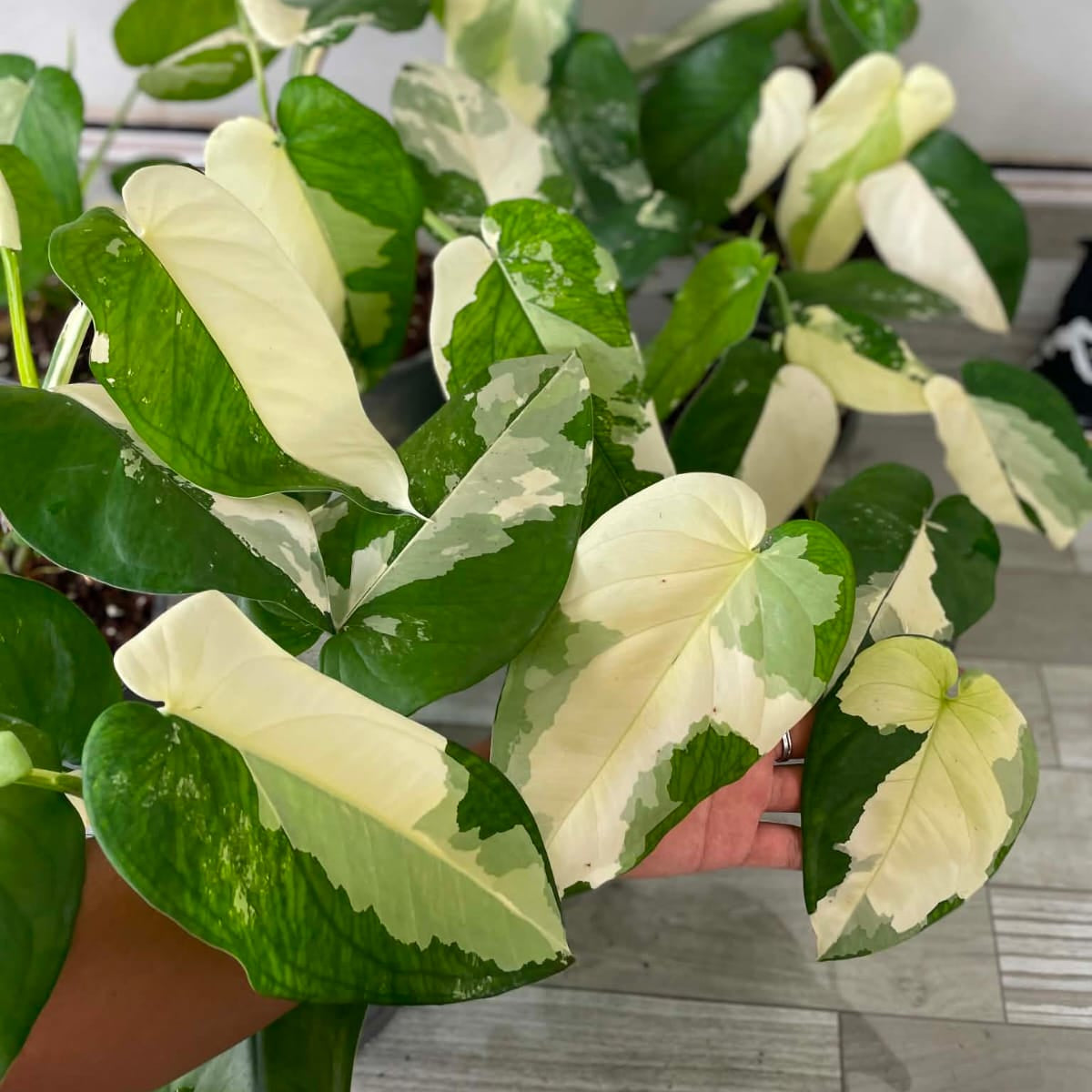Syngonium Chiapense Var - Pre Order