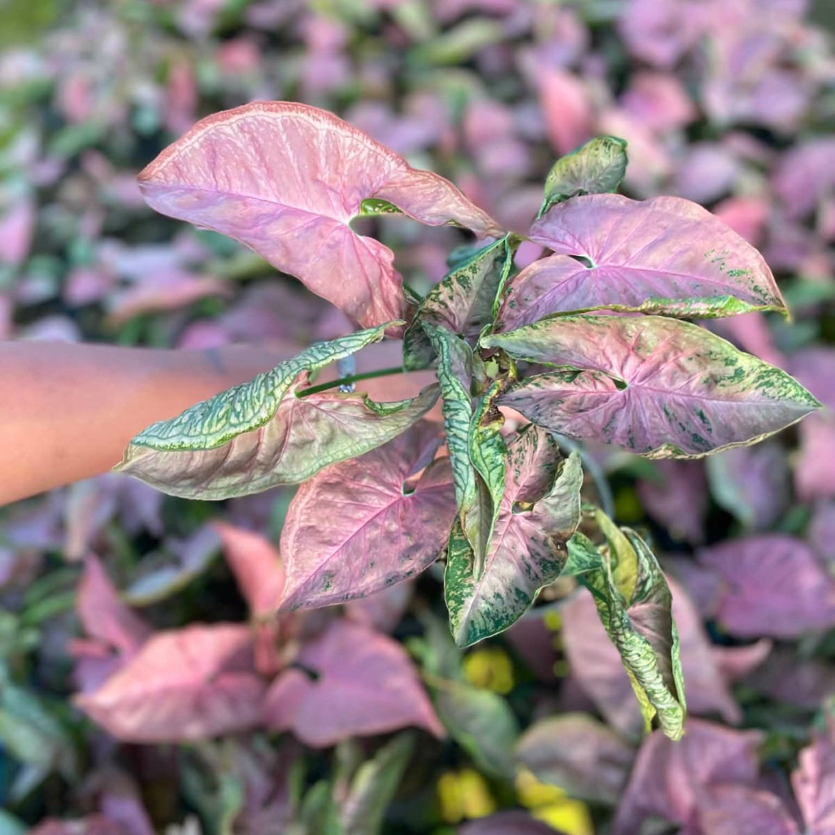 Syngonium Pink Rolli - Pre Order