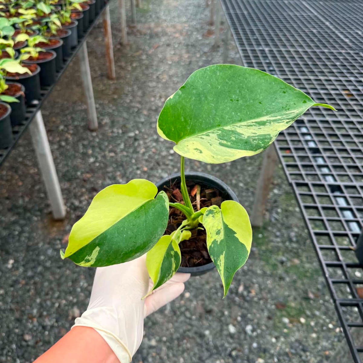 Monstera Light Lime A - Pre Order