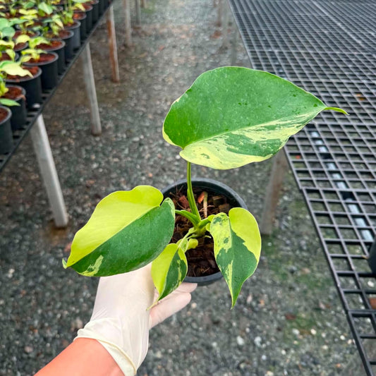 Monstera Light Lime A - Pre Order