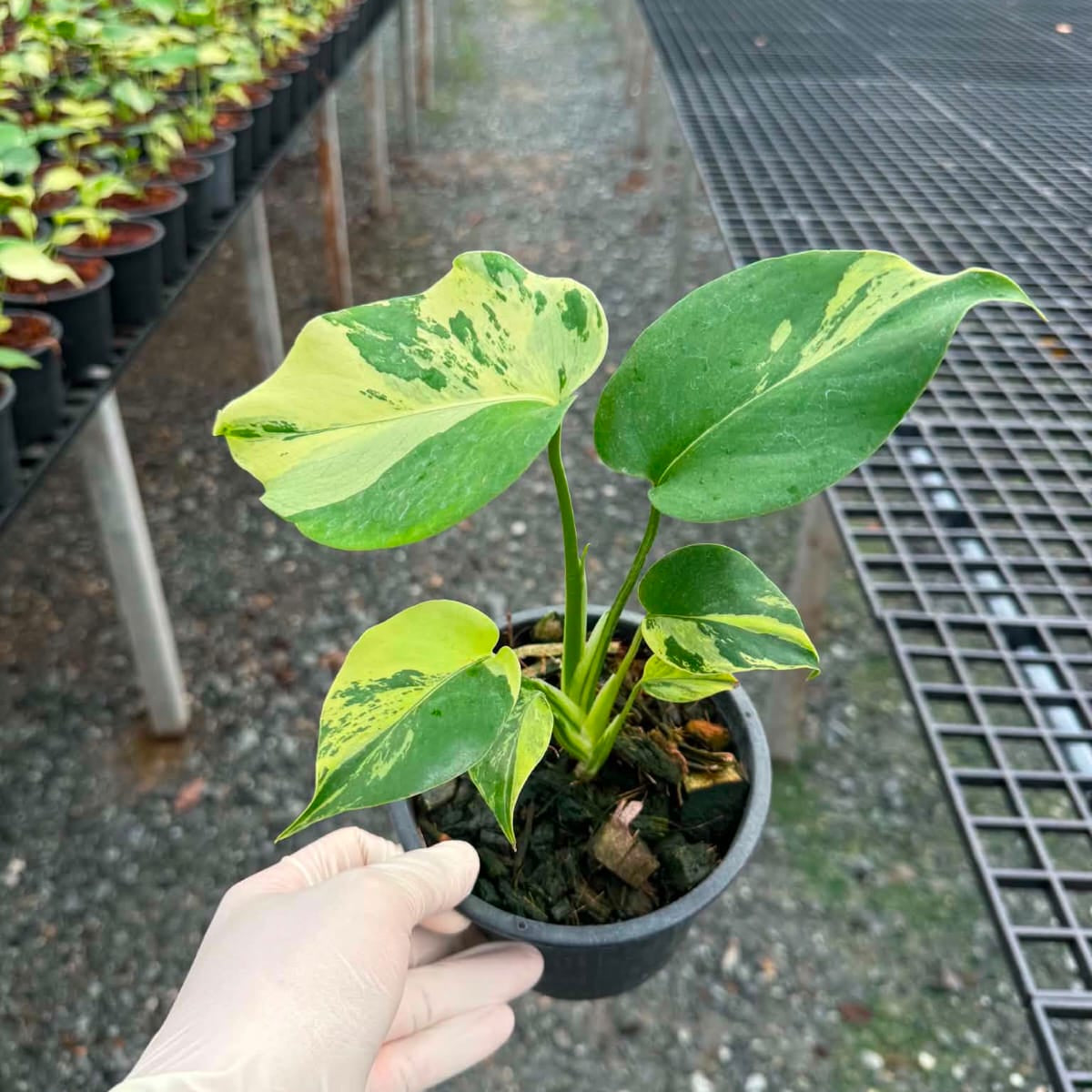 Monstera Light Lime B - Pre Order