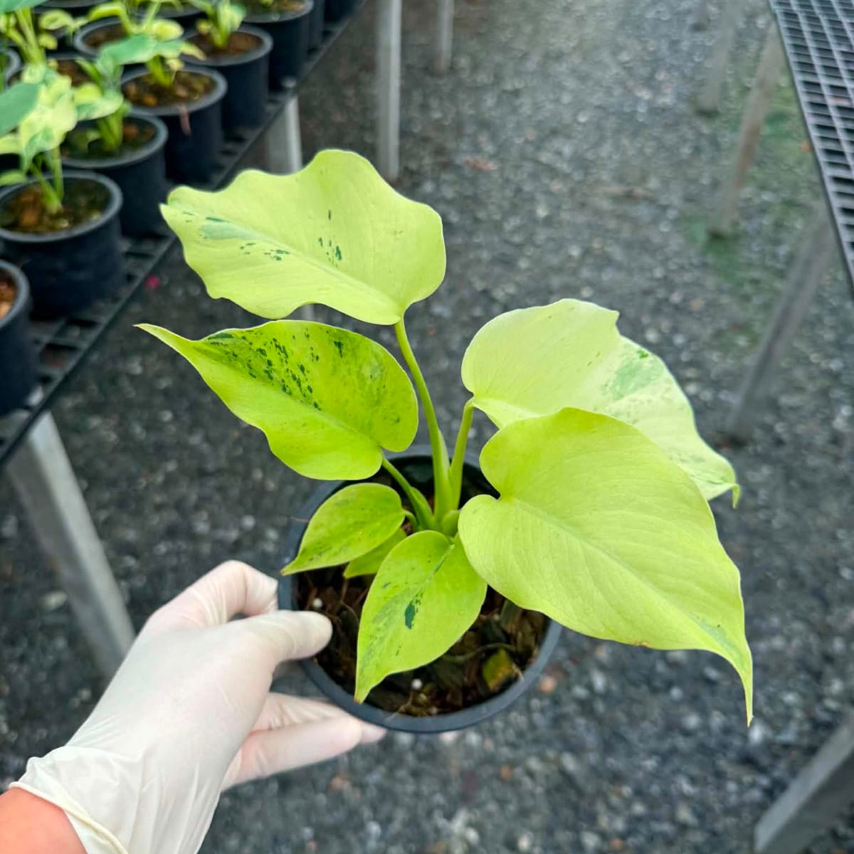 Monstera Light Lime C - Pre Order