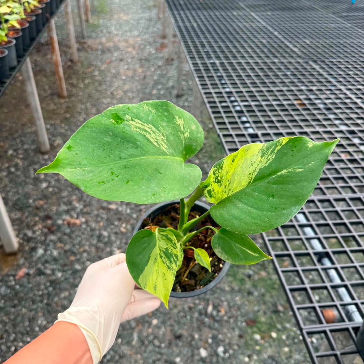 Monstera Light Lime D - Pre Order
