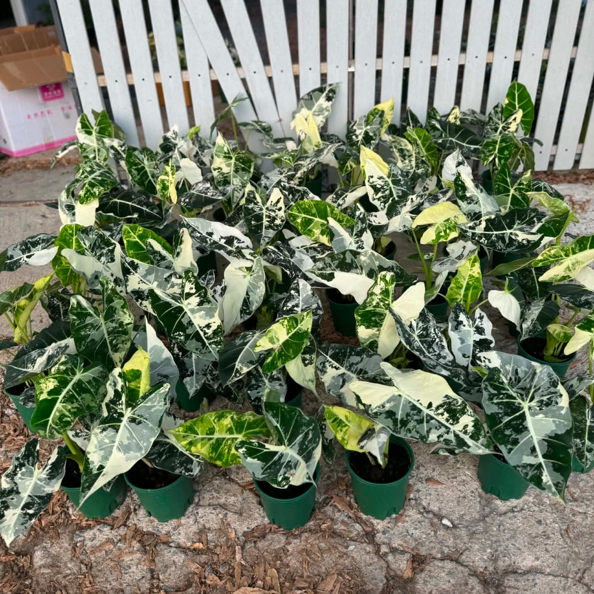 Alocasia Fydek Variegated