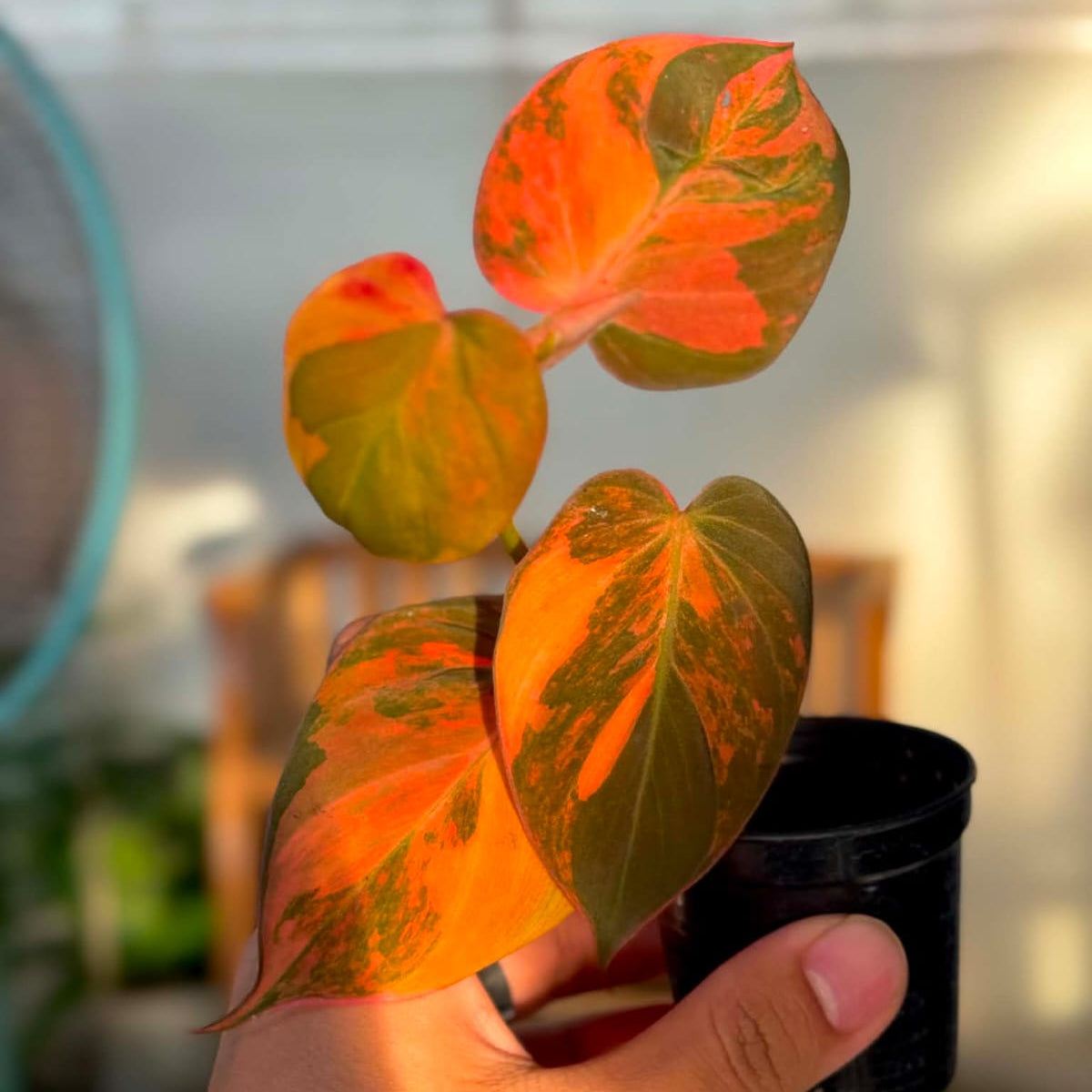 Philodendron Micans Var