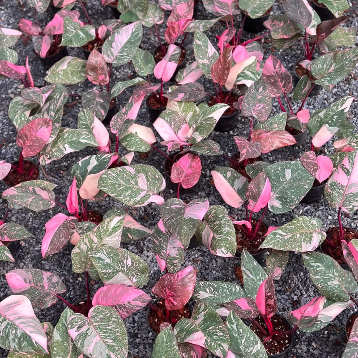 Philodendron Pink Princess Marble Galaxy