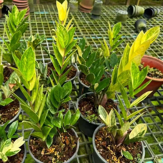 Zamioculcas Zamiifolia (Zz) Variegated