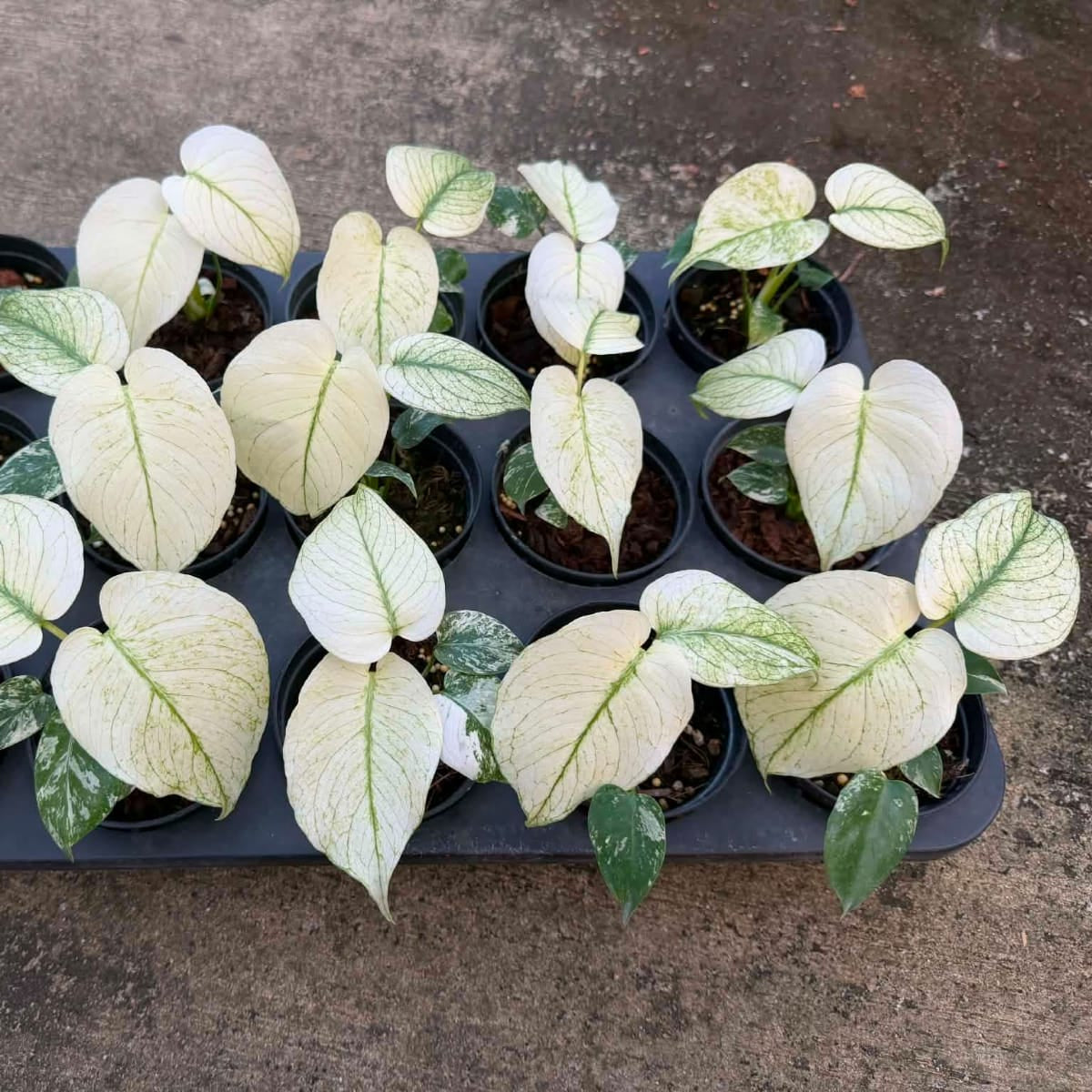 Monstera White Monster - Pre Order