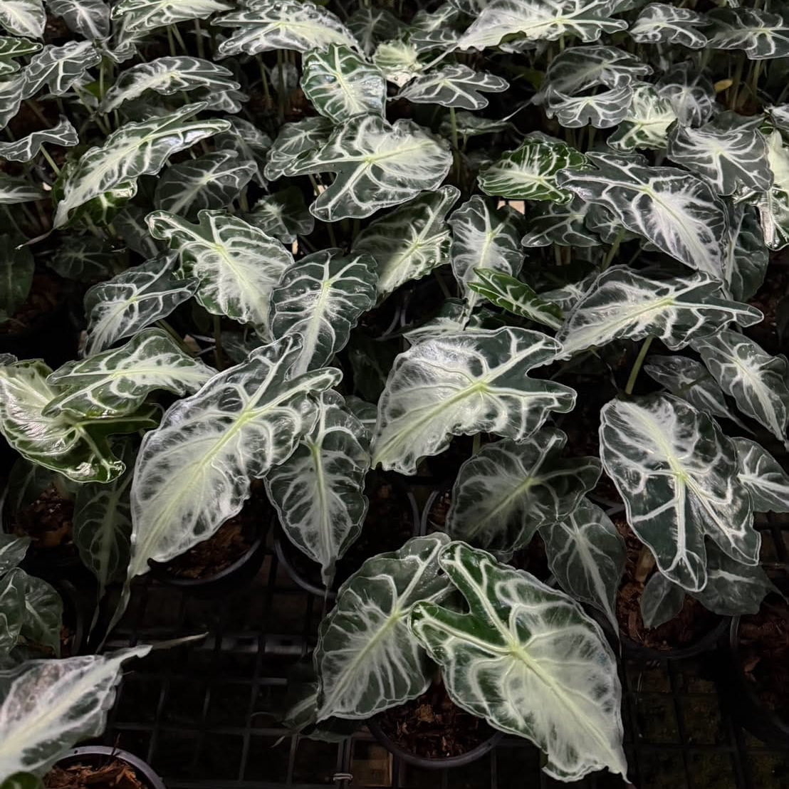 Alocasia Venom - Pre Order