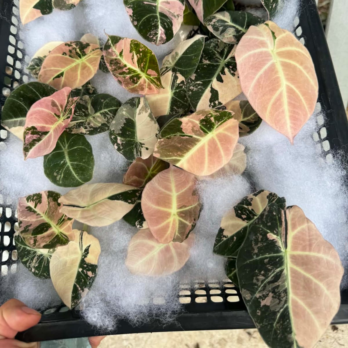 Alocasia Black Velvet (Big Size) - Pre Order