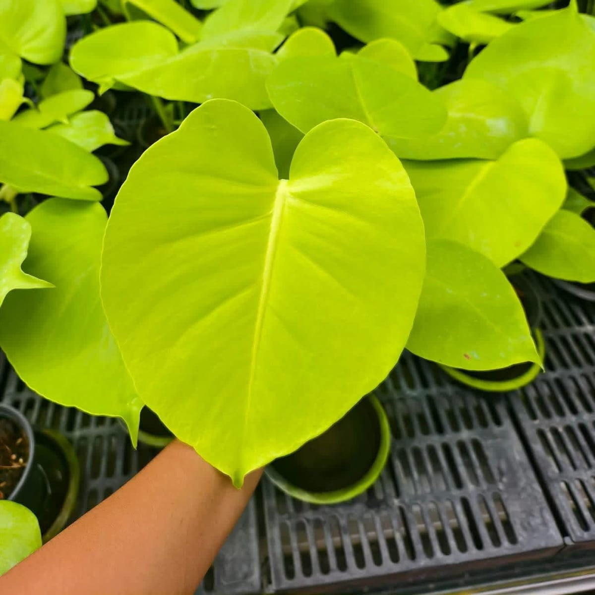 Monstera Banana - Pre Order